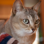 male Singapura cat