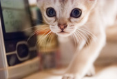 nieuwsgierig Singapura kitten
