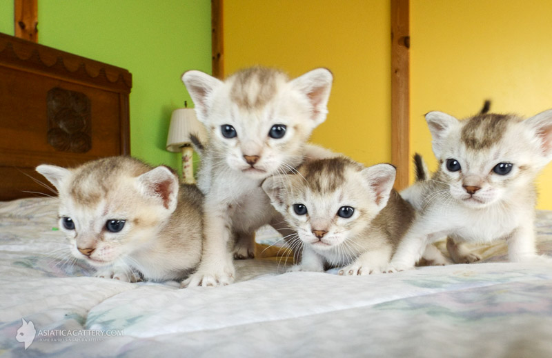 Singapura kittens for hot sale sale near me