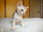 Asiatica-Baby-2018-April-09-DSCF1395
