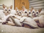 Asiatica-Baby-2018-April-09-DSCF1467