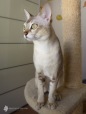 Asiatica-Baby-2018-January-29-image1-watermarked